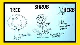 herb shrub tree drawing|how to draw a herb shrub tree|herbs shrubs and trees drawing