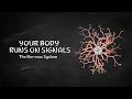 The Electrical Network Running Your Body | Nervous System Explained