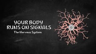 The Electrical Network Running Your Body | Nervous System Explained