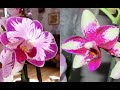 Домашнее цветение (Phalaenopsis Jiaho Summer Love) и новинка Little Flesh.