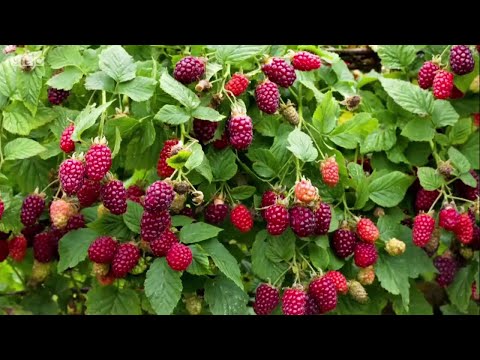 Videó: A loganberry növények gondozása – Tippek a loganberry kerti termesztéséhez