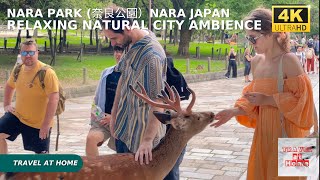 4k hdr japan travel | Walk in Nara Park (奈良公園Nara Japan |  Relaxing Natural City ambience