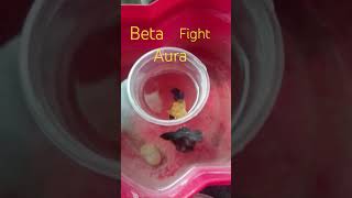 2 betas fight aura