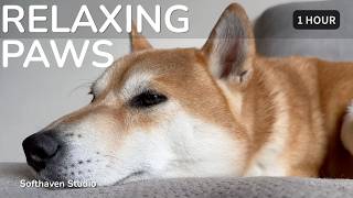 Relaxing Paws 🐾 | 1 Hour Pet BGM | Softhaven Studio