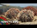 Salamat Dok: Healthy Benefits ng Sea Urchins | Cure Mula sa Nature