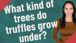 What kind of trees do truffles grow under?