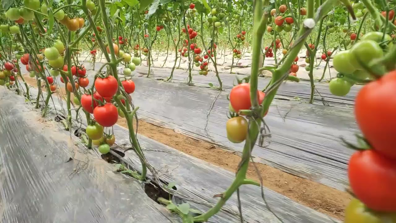 GIỐNG  CÀ CHUA VT 10