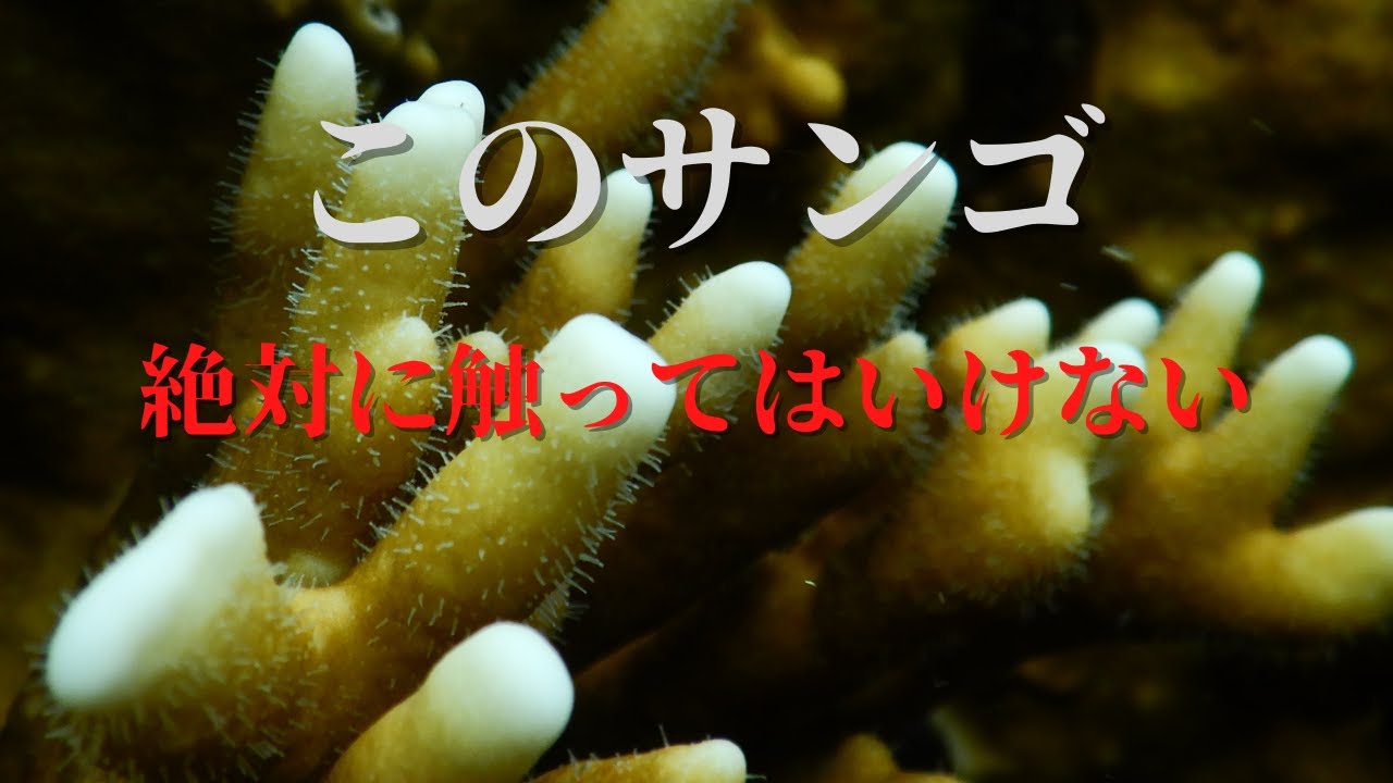 危険生物】絶対に触ってはいけないサンゴを紹介します - YouTube