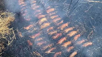 CHUỘT ĐỒNG ĐẶC SẢN VỤ MÙA QUÊ HƯƠNG NAM ĐỊNH | Định Trọc