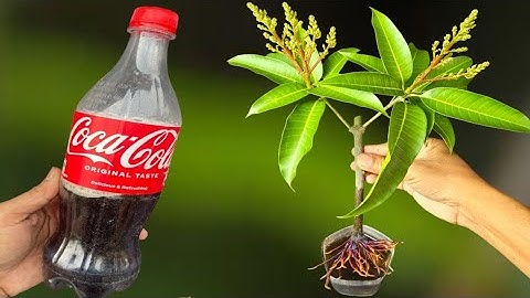 Growing Mango Tree Cutting In A Coca-Cola/ Shocking Result