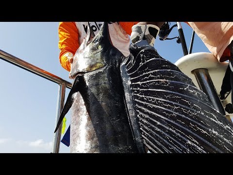 Видео: Кога се прави риба меч?