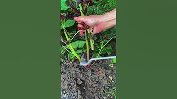 Small red spinach cutting knife #shorts