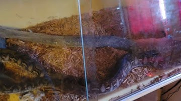 Snake Shedding...time lapse
