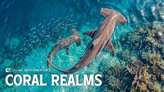 CORAL REALMS | Inside the Ocean’s Most Diverse Underwater World