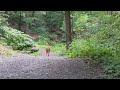 Buck in Schenley Park 2023-07-01