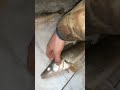 3 Night Walleyes on Lake Nosbonsing!