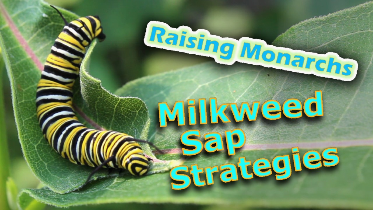 Raising Monarchs - Milkweed Sap Strategies (Help The Monarch Butterfly!)