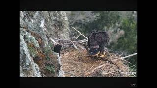 West End Eaglet Tries Self Feeding, Loses the Fish 04.22.2024 (explore.org)