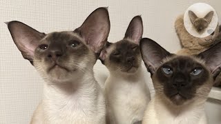 6 cats in the house is fun  oriental cats | playful cats | cat family
