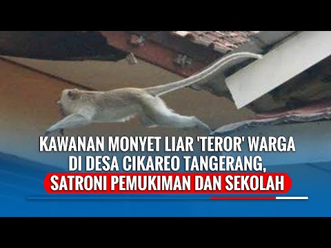 Kawanan Monyet Liar