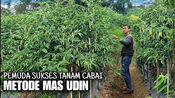 PEMUDA SUKSES TANAM CABAI METODE MAS UDIN TUMBUH SUBUR DI MUSIM KEMARAU