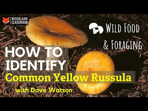 Video: Làm Thế Nào để Làm Sạch Russula