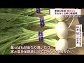 白くて甘い「春カブ」！　まもなく出荷最盛期　スーパーJにいがた4月6日OA