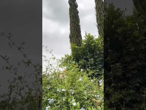 حبيت انا قمر يماني