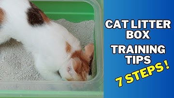 How to Train a Cat to Use a Litter Box | Cat Litter Box Training / Cat Grooming