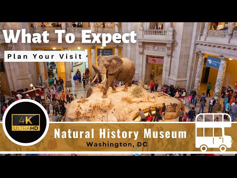 Vidéo: Musée national d'histoire naturelle Smithsonian