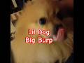Ted Belches #dog #funny #shorts