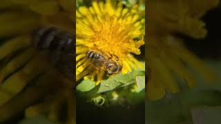 Фото #актив #весна #рек #рекомендации #тренды #любовь #пчелка #лето #одуванчик #природа