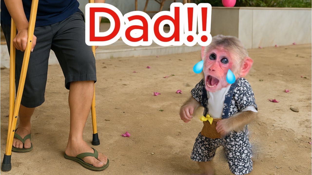 with subtitles —  baby monkey kyo bursts into tears when dad comes home