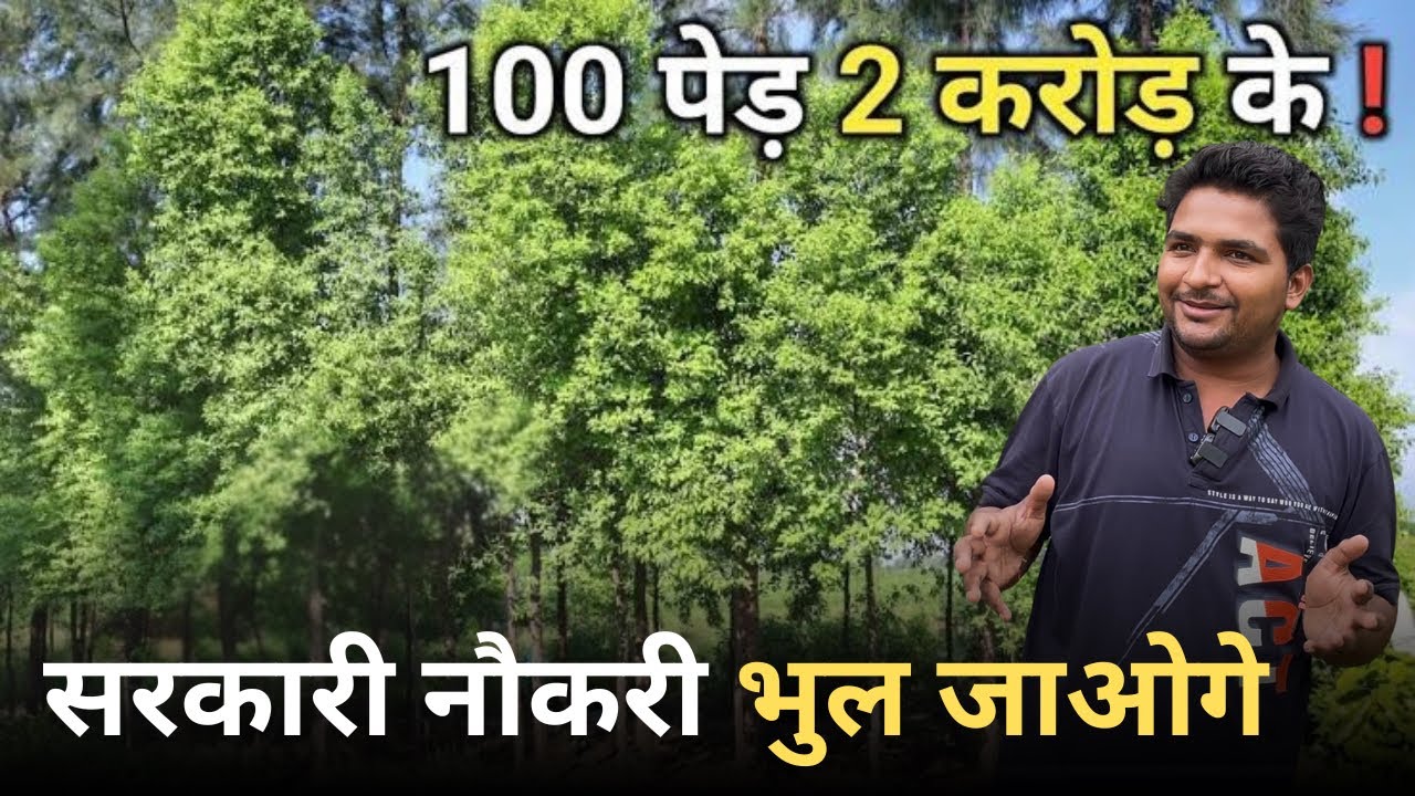 चंदन की खेती की पूरी जानकारी | सरकारी नौकरी छोड़ दोगे 20 ￼लाख ￼एक एकड़ से इनकम A TO Z ￼बात?