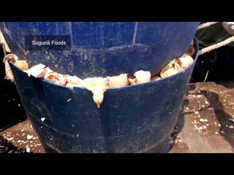 Cruel Treatment of Baby Chicks in the Indian Egg and Meat Industries (Without Narration)