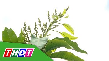 Lưu ý khi sử dụng thuốc bảo vệ thực vật trên bông xoài | Kiến thức nông nghiệp - 7/12/2025 | THDT