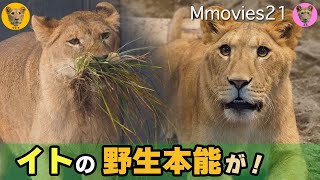 リニューアル工事①初めて見た動物!?イトの観察力〜クレイ冬の草遊び~円山動物園ライオンの成長記録〜Cray & Ito Lions life at Maruyama zoo in winter