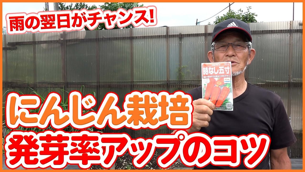 家庭菜園や農園のニンジン栽培で発芽率大幅アップのコツ！ニンジンの種まきを成功させる播種のベストタイミングを徹底解説！/Tips on how and when to sow carrots.