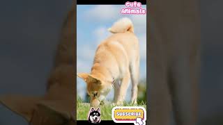 Meet the Adorable Canaan Dog! 😍🐾#CanaanDog #CuteDogs #DogShorts
