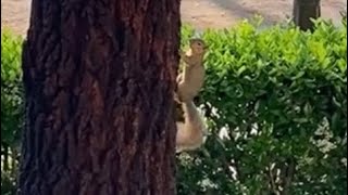 Full Cute Squirrel 🐿️ wagging It’s tail on a tree News