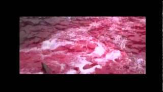 dolphin tales unfold teaser