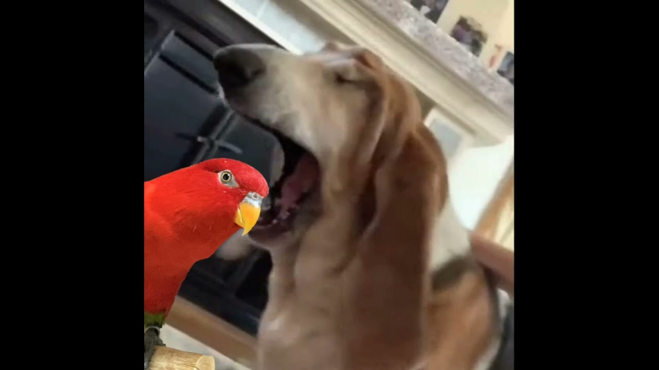 Winston The auto tune dog feat red bird remix