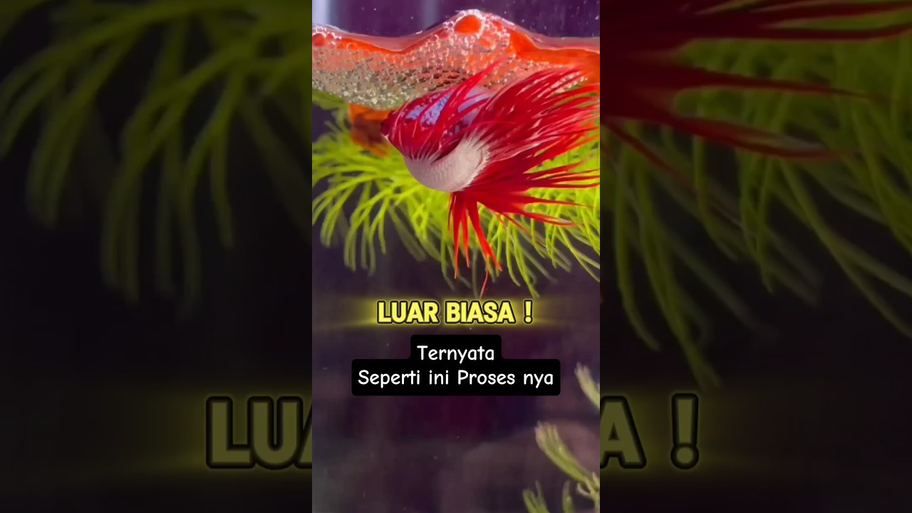 HARUS LIHAT❗❗IKAN CUPANG SAMPAI DENGAN MENGELUARKAN TELOR NYA 