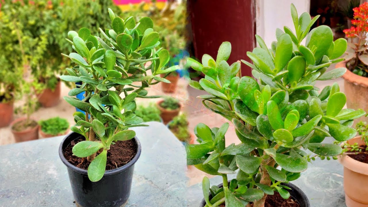 ক্রাসুলা প্লান্টের সম্পূর্ণ পরিচর্যা || Best Indoor Plants Crassula