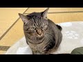 猫語の「撫でて」はたぶんこれ