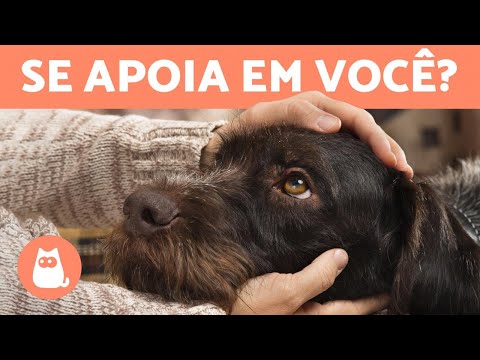 Vídeo: O que significa quando um cachorro se apoia em você?