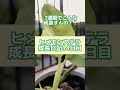 【植物屋の見習い】ヒメモンステラ成長日記14日目#shorts #成長記録 #植物