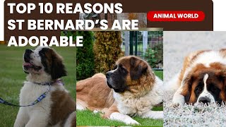 Top 10 Reasons Why St. Bernards are Absolutely Adorable!