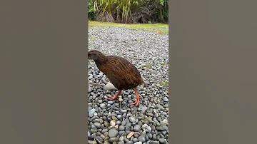 Have You Ever Seen A Weka 