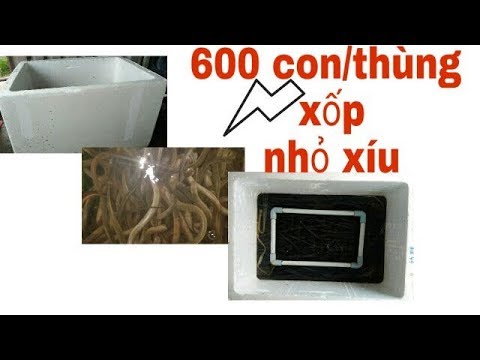 Video Nuôi lươn trong thùng xốp (dành cho nuôi thử nghiệm) - youtube